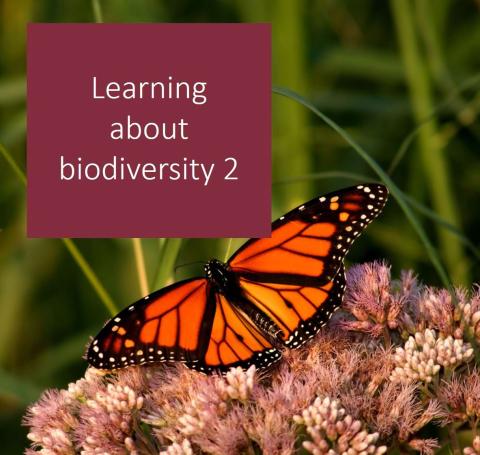Advert for learning about biodiversity, showing a butterfly