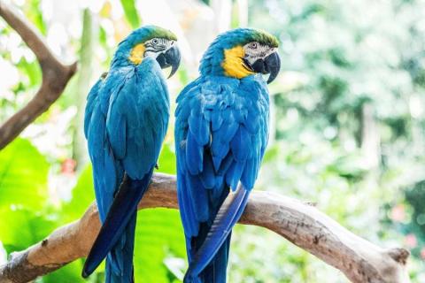 Two blue-and-yellow macaws on a branch, looking at you over their shoulders