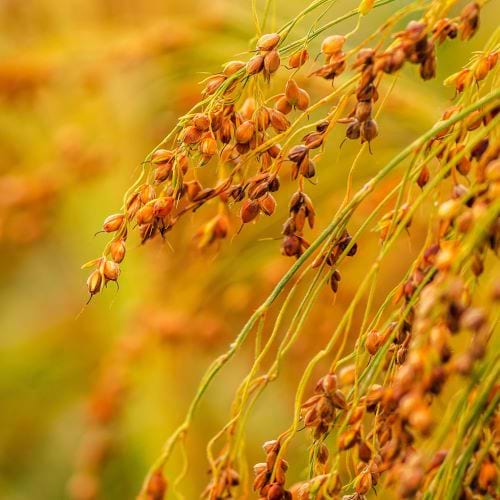 Close up of proso millet in warm colours, ripe for harvest