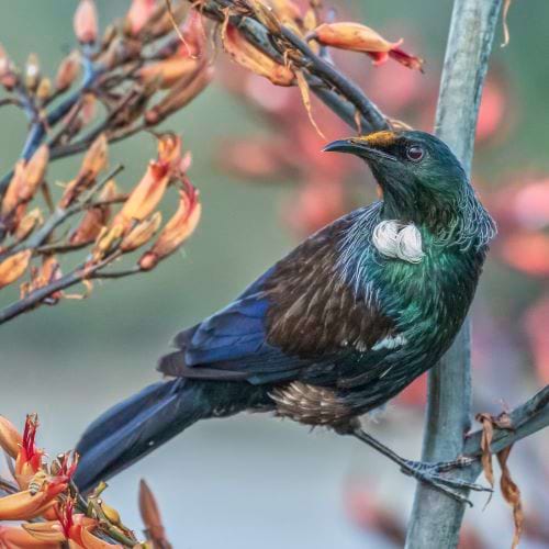 Colourful tui bird sitting in a flowering bush