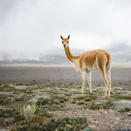 Wild vicugna in a sparse landscape