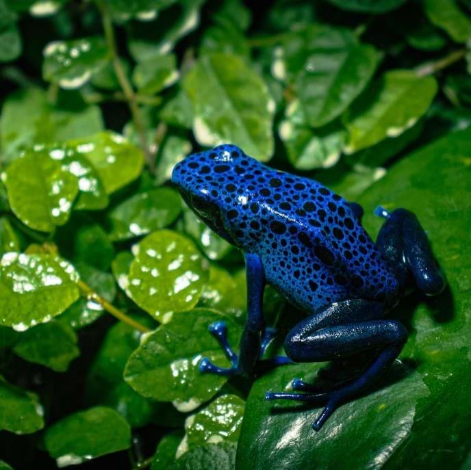 photograph of a frog
