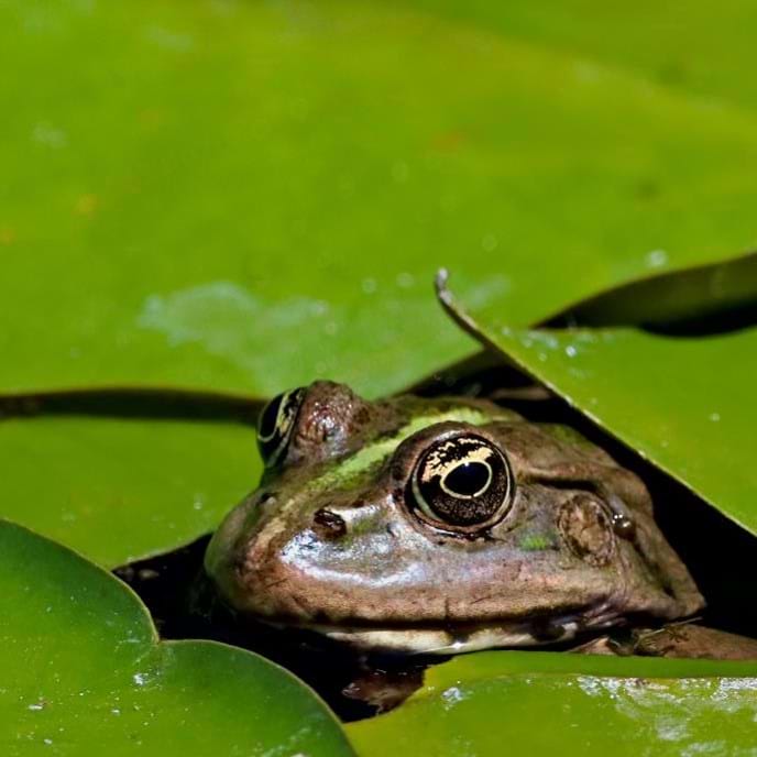photograph of a frog