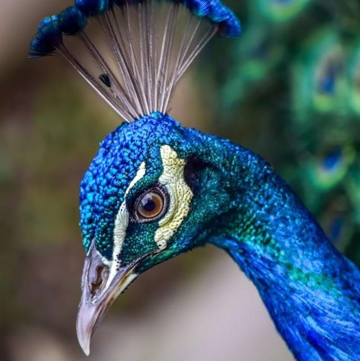 head of a peacock