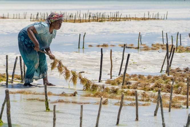 Woman harvesting seaweed