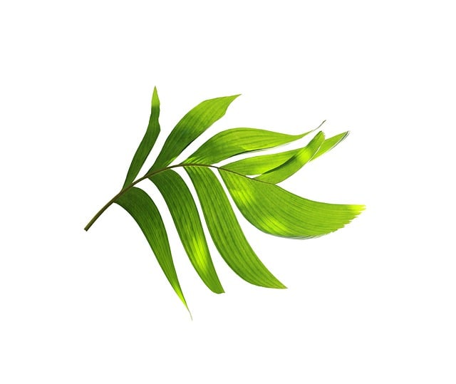 palm leaf