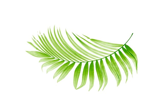 palm leaf