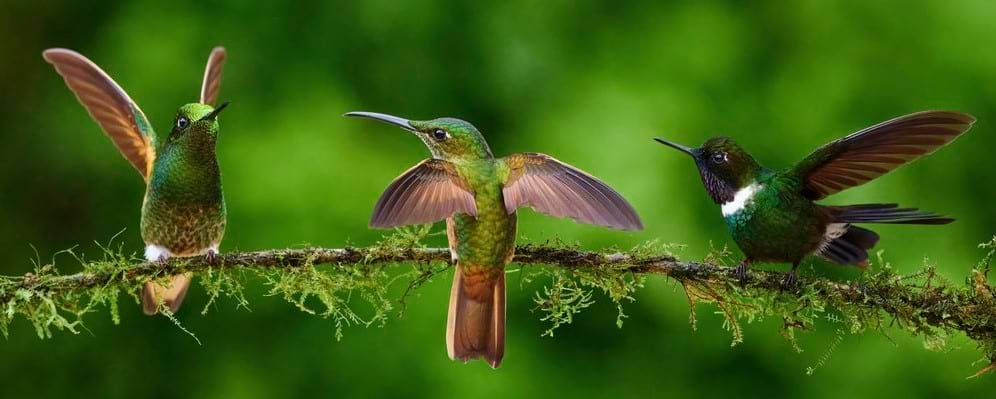 Hummingbirds in Ecuador