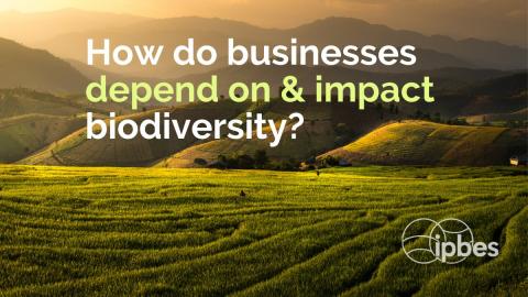 Business and biodiversity