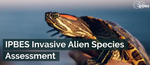 invasive alien species