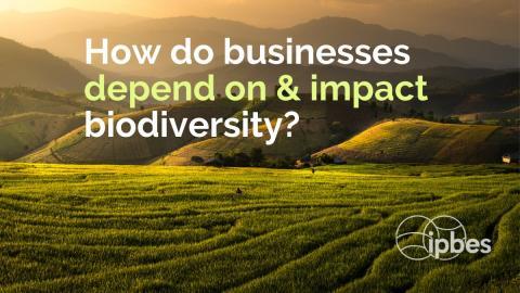IPBES Business and Biodiversity Assessment