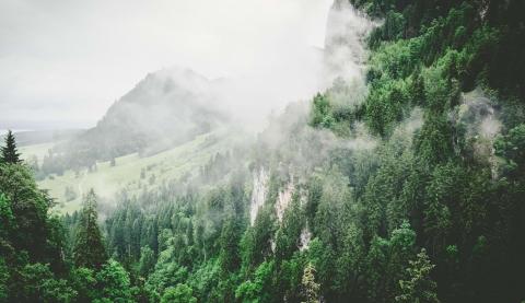 coniferous forest and mountains