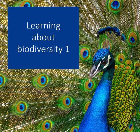 advert with a peacock, for learning about biodiversity