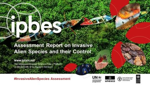 Espèces exotiques envahissantes et leur contrôle : le nouveau rapport d’évaluation de l’IPBES