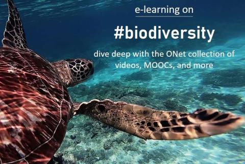 Advert for e-learning on biodiversity featuring a sea turtle