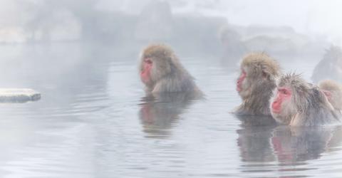 Macaques bathing in winter