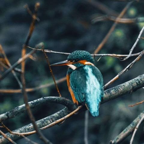 Kingfisher photographed in Kendal, United Kingdom