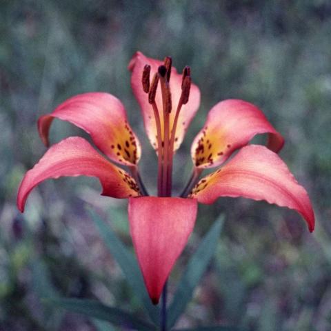 Western red lily (Lilium philadelphicum)