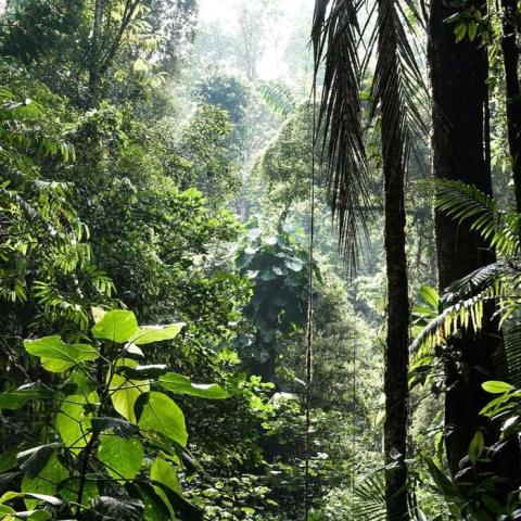 Rainforest