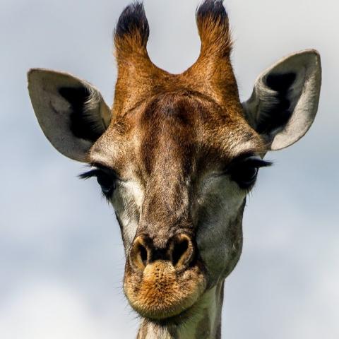 Portrait of a giraffe