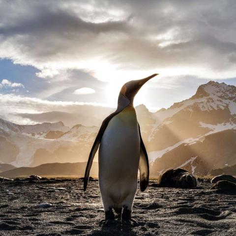 Penguin in South Georgia and the South Sandwich Islands