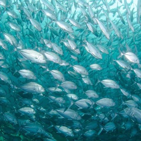 School of fish