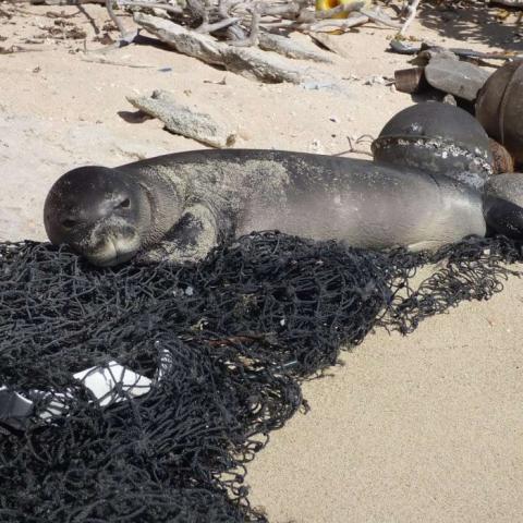 Seal on littered sand