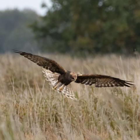 Bird of prey in the Norfolk Broads