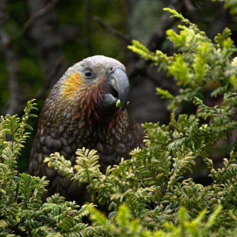 Kākā (Nestor meridionalis)