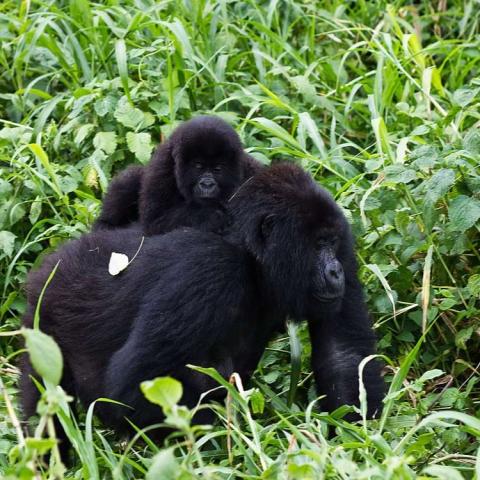 Virunga mountain gorilla with its young one