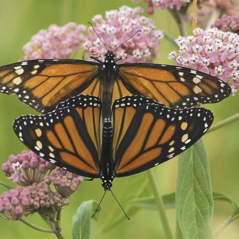 Monarch butterflies mating on Swamp Milkweed