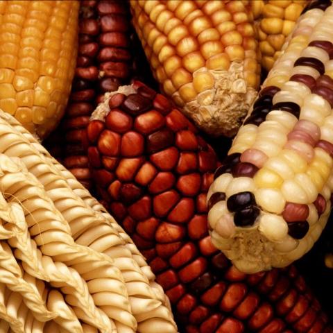 Colourful maize varieties