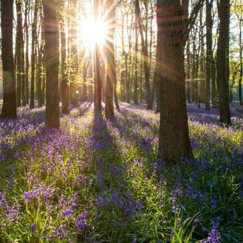 Bluebell forest in the sunlight
