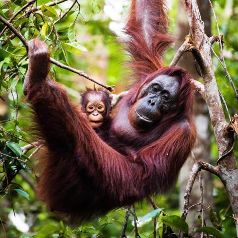 Orangutan with a baby
