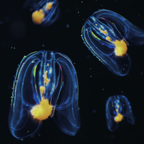 Sea walnut, an invasive alien comb jelly species