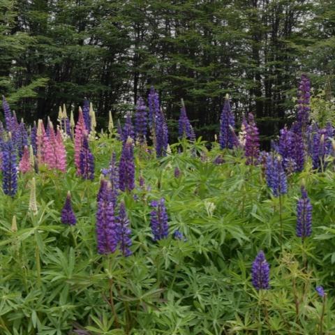 Lupines in pink and purple
