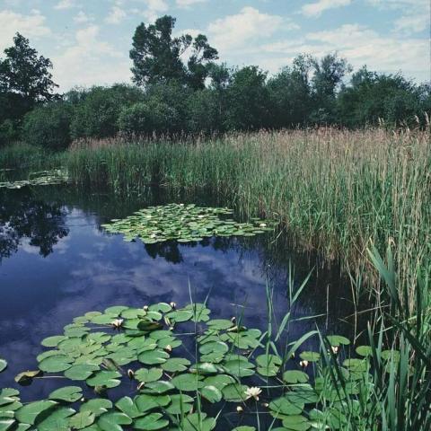 water surface with water lilies alongside reed, with trees in the background