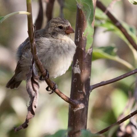 Small tree finch clinging to a twig.