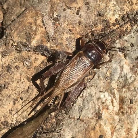 Variable field cricket on the ground