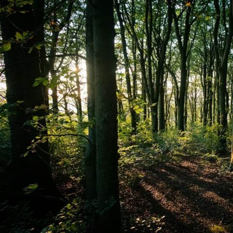 Forest in the UK, lit by the sun