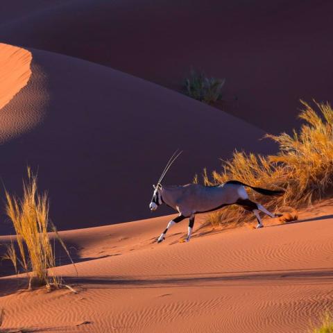 Oryx gazella in the Namib Desert