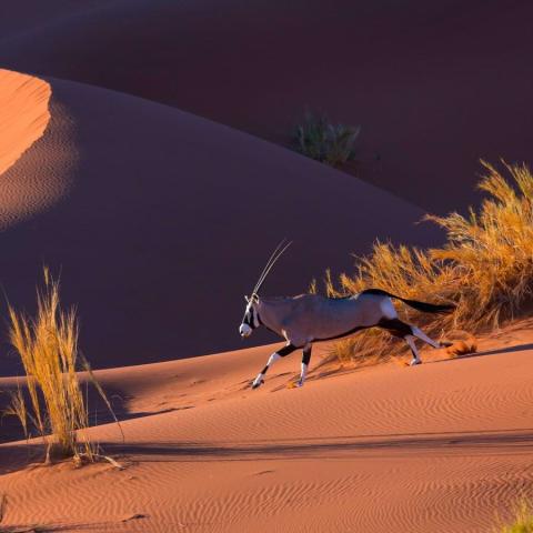 Oryx gazella in the Namib Desert