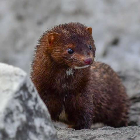 American mink among grey rocks