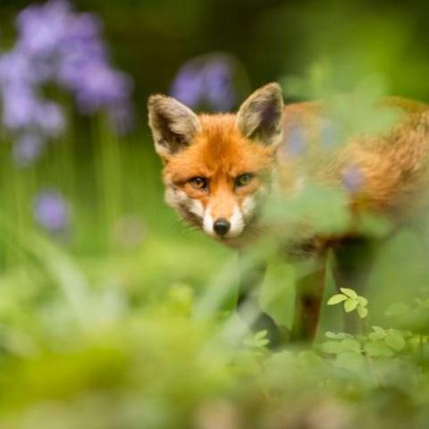 Red fox among green vegetation and purple flowers