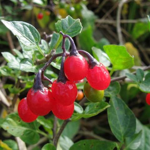 Bright red berries on a bittersweet nightshade plant