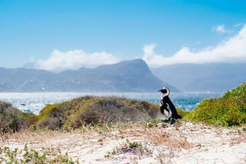 African Penguin at Boulders