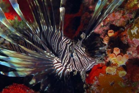 Red lionfish