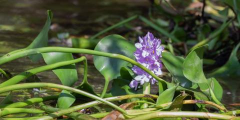 Flowering water hyacinth