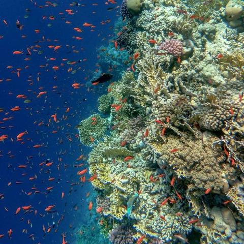 Schools of orange fish against a deep blue ocean in front of a coral reef