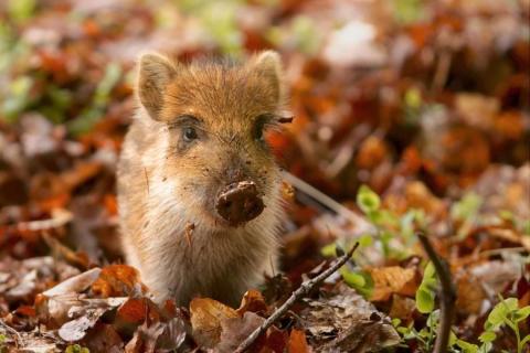 Feral piglet among leaves